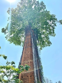 Tree coming out of an abandoned chimney