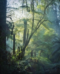 Tree ferns - Dandenongs Australia 