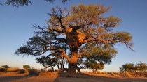 tree hosting a weaver communal nest in Namibia 