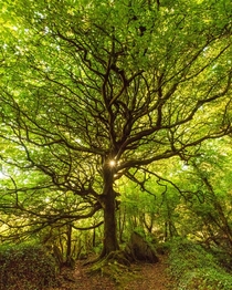 Tree in Irish woods near Derrynane House Ireland  petervagvolgyiphotography