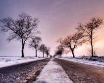 Tree lined road in the winter 