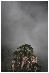 Tree on a mountain peak Huangshan Anhui 