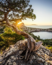 Tree on a rock in Crimea 
