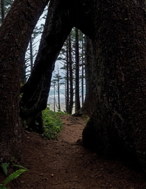 Tree Portal to the Pacfic Ocean Cape Lookout Oregon USA 