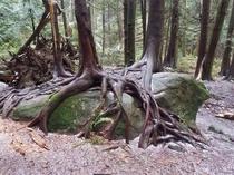 Tree roots growing over a rock at Fragrance Lake in Washington 