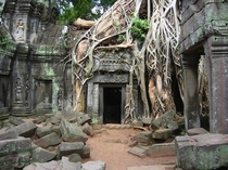 Tree roots growing over stone structure India 