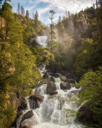 Tree social distancing done right Yosemite National Park CA 
