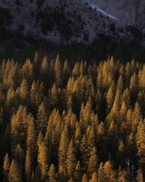 Trees catching last bit of light Yosemite National Park California 