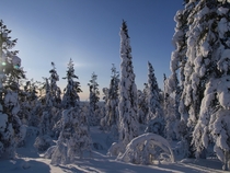 Trees heavy with snow in Kolari Finnish Lapland 