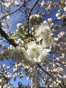 Trees in bloom in Seattle WA