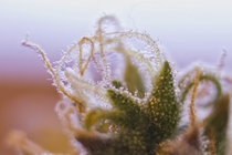Trichomes from a Cannabis Sativa plant OC