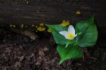 Trillium near alpine jelly cones in an old growth forest 