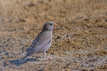 Trumpeter Finch - Bucanetes githagineus - Desert National Park Rajasthan India 