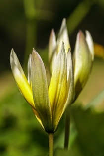 Tulipa tarda 