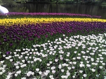 Tulips at Keukenhof Lisse South Holland Netherlands 