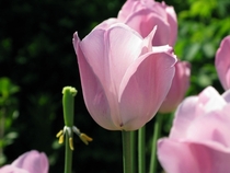 Tulips in bloom  OC
