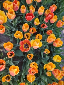 Tulips in orange