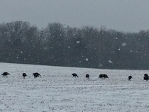 Turkeys in the snow Wisconsin
