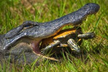 Turtles shell beats an Alligators jaw 