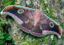 Tussore Silk Moth by Butterfly House 