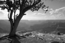 Twisting tree trunk at Grand Canyon National Park AZ 