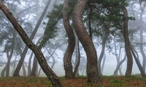 twisty bend pine trees in fog Gongju South Korea OC 