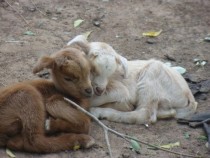 Two baby goats cuddling in Mali West Africa 