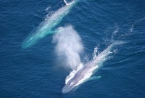 Two Blue Whales 