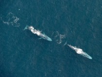 Two blue whales cruise the waters - nautical miles off Irelands south coast 