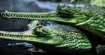 Two gharials the giant critically endangered Indian crocodiles in their basin in the Prague zoo Czech Republic 
