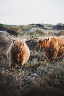 Two highland cows at Baslow Edge Peak District Bakewell UK Photo credit to Kieran Yates