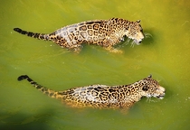 Two Jaguars in the water