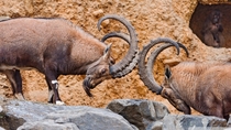 Two male Ibexes fighting