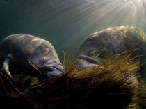 Two manatees munching on a palm stump in the freshwater springs of Kings Bay in Crystal River Florida photo by Ryan Nelson 