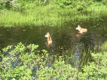 Two moose calves enjoying a meal of waterlilies in a Newfoundland pond 
