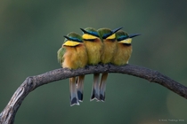 Two Pairs of Kenyan Little Bee-Eaters Merops pusillus  photo by Kirill Trubitsyn