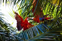 Two Red Macaws Photo credit to Debora Tingley