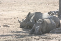 Two rhinoceros resting at the San Diego Safari Park 