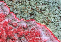 Two species of lichen in a territorial dispute 