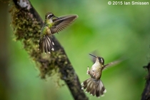Two Speckled Hummingbirds fighting in flight Bellavista Lodge Ecuador taken by Ian Smissen 