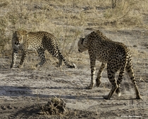 Two spotted predators - a male cheetah and a female leopard - face off as the leopard moves in to steal the cheetahs fresh kill 
