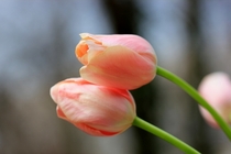 Two tulips Tulipa 