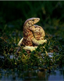 Two Yellow Monitor Lizards Find Love in the Water