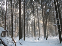 Ukrainian woods