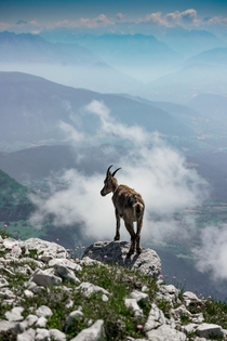 Un chamois dans les Alpes - Vercors - France 