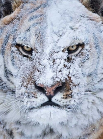 Unamused snowy tiger 