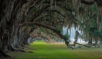 Under the Oaks - Tomotley Plantation South Carolina  photo by Tony DelSignore