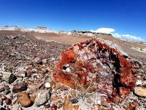 Underrated Petrified Forest National Park USA 