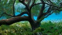 Underwater Mangrove Tree Cross-post from rPics 