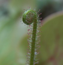 Unfurling leaf of a carnivorous sundew Drosera filiformis 